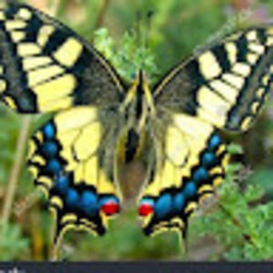 Meet your Posher, Bria